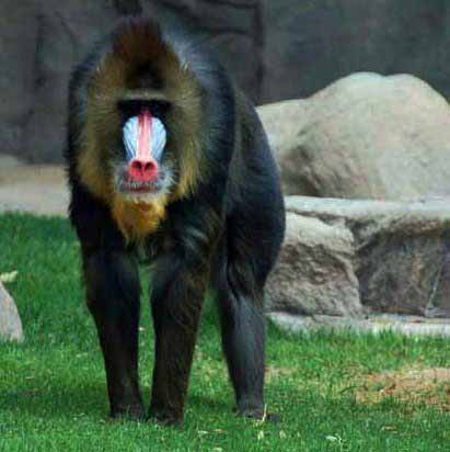 male mandrill